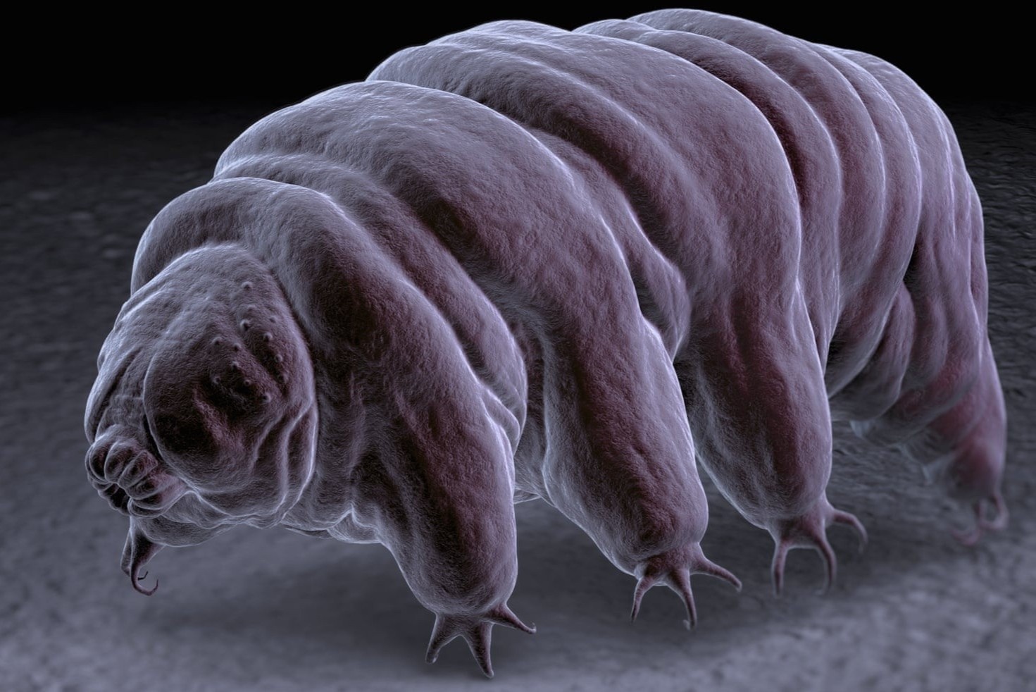 Phat hien sieu nang luc moi cua gau nuoc hinh anh