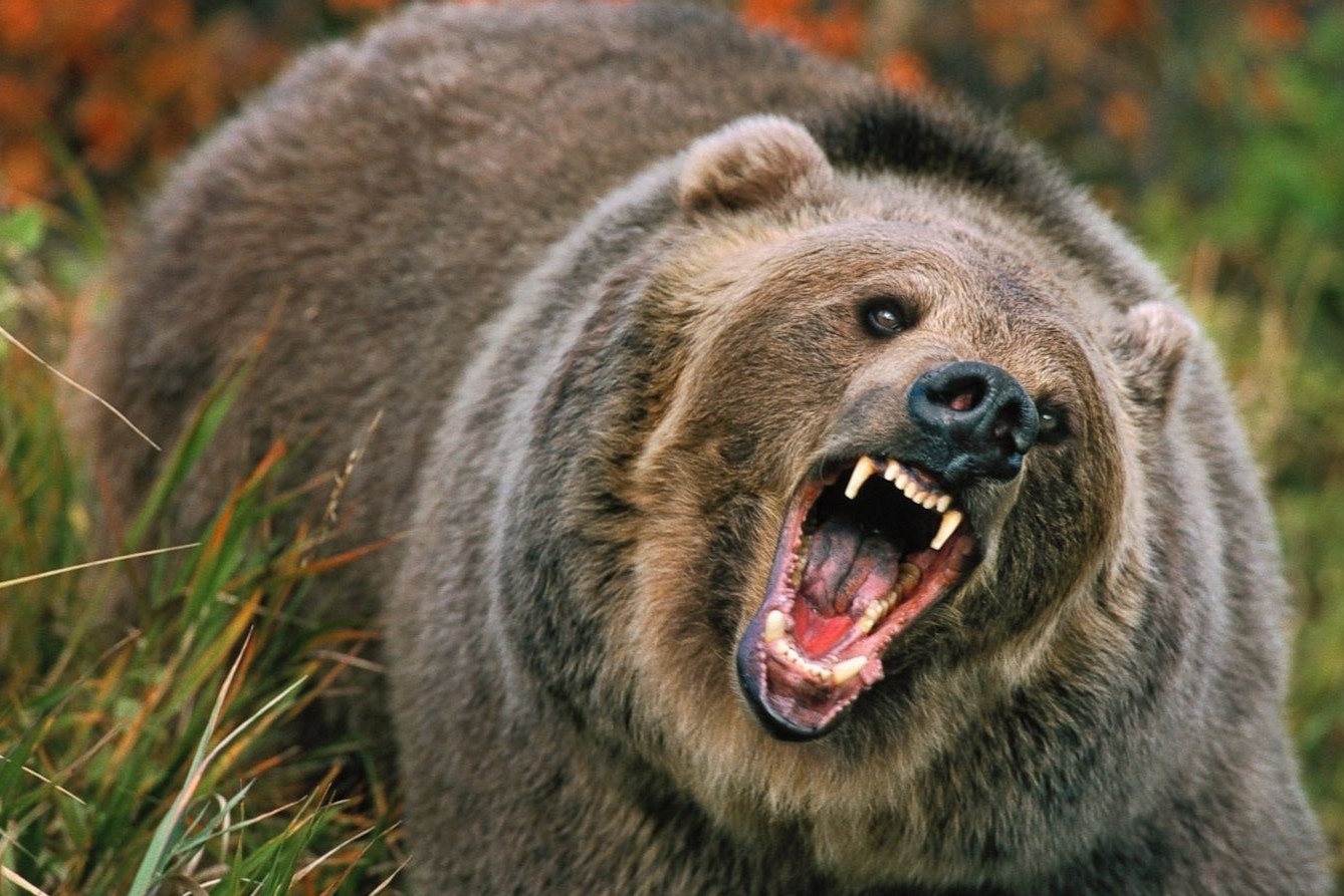 Cong nhan vuon thu bi gau vo chet truoc mat du khach o Thuong Hai hinh anh