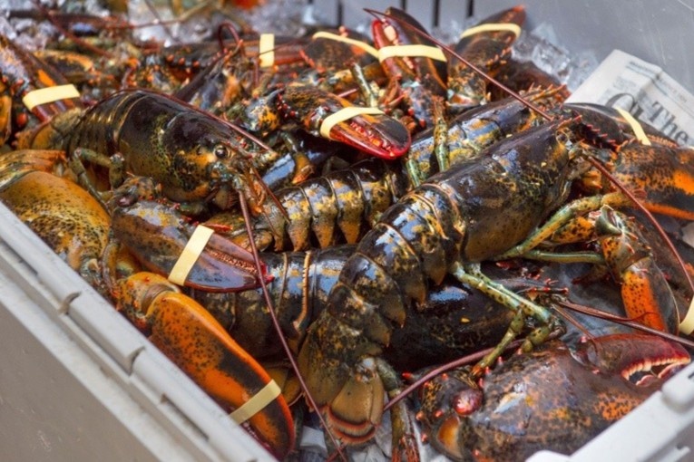 Nha hang o Montreal tay chay tom hum tu Nova Scotia hinh anh