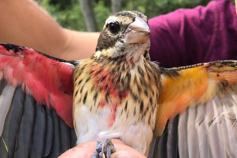 Phat hien chim nua trong nua mai quy hiem o My hinh anh