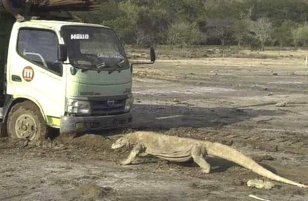 Buc anh ve rong Komodo gay quan ngai hinh anh