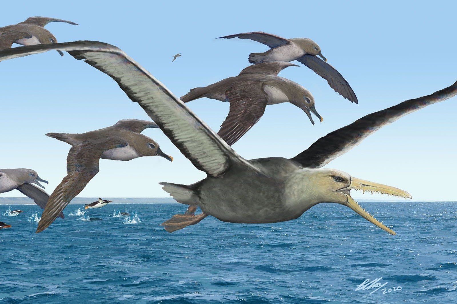 Phat hien hoa thach loai chim lon nhat tung duoc ghi nhan hinh anh