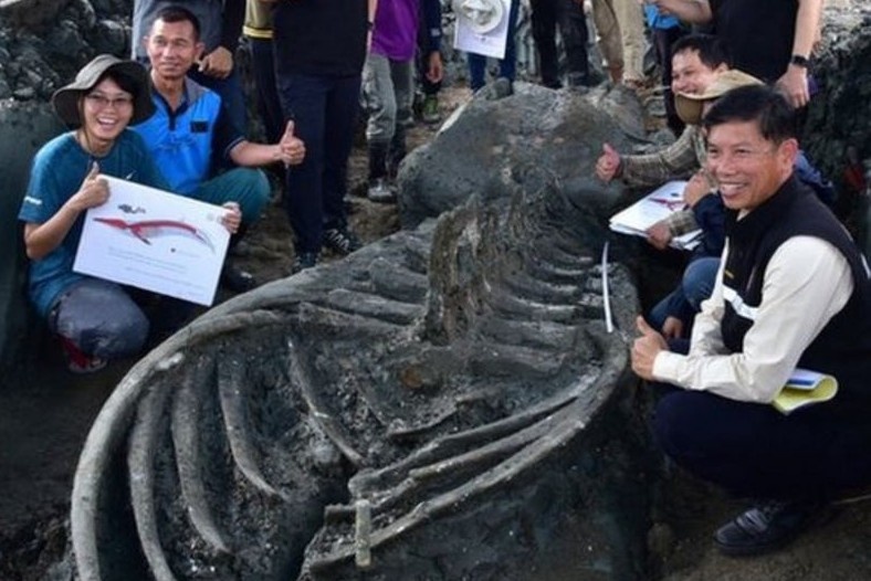 Bo hai cot ca voi co dai quy hiem duoc phat hien tai Thai Lan hinh anh