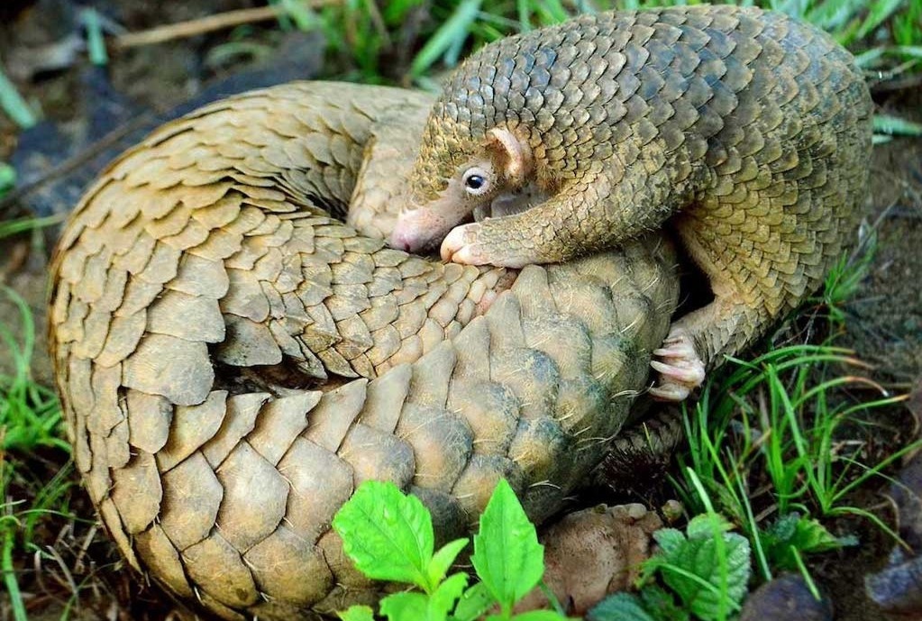 Trum buon lau te te o Trung Quoc bi tuyen 14 nam tu hinh anh