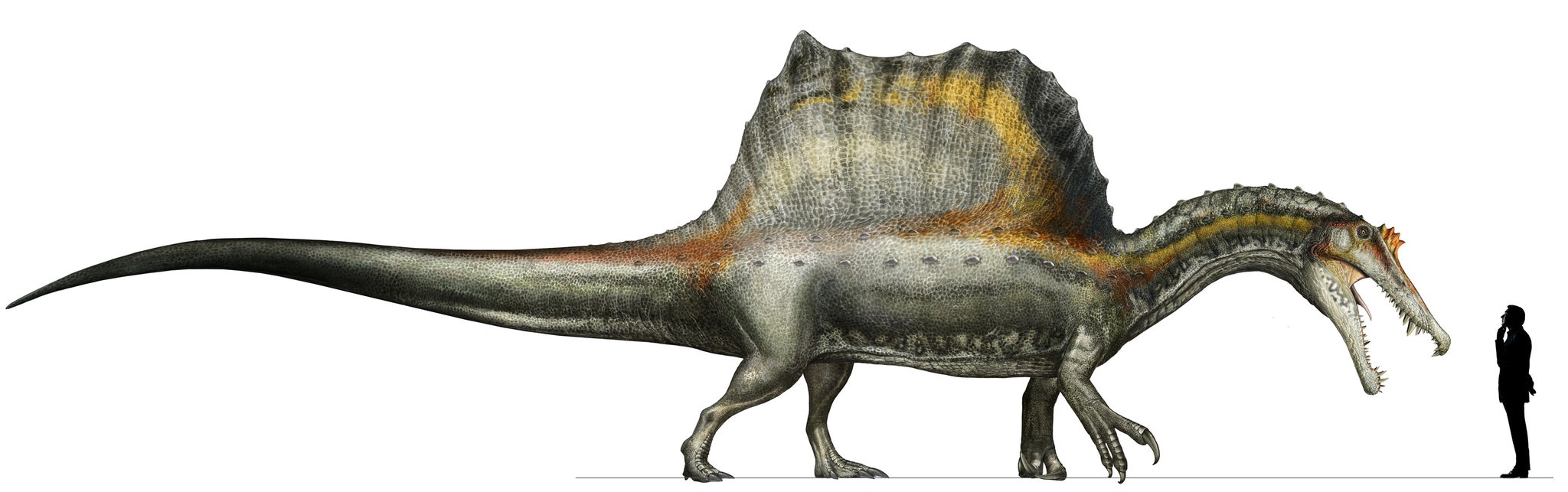khung long Spinosaurus giong co anh 1