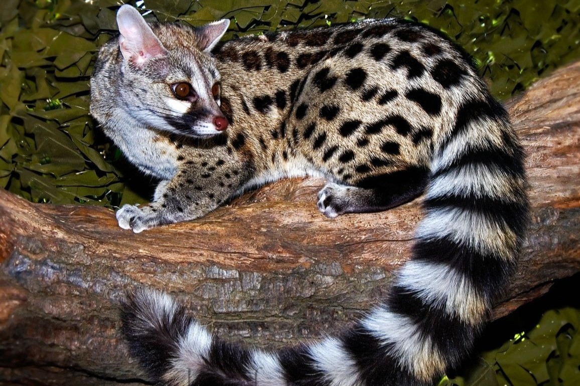 Trung Quoc tang gap doi so loai dong vat hoang da vao danh muc bao ve hinh anh