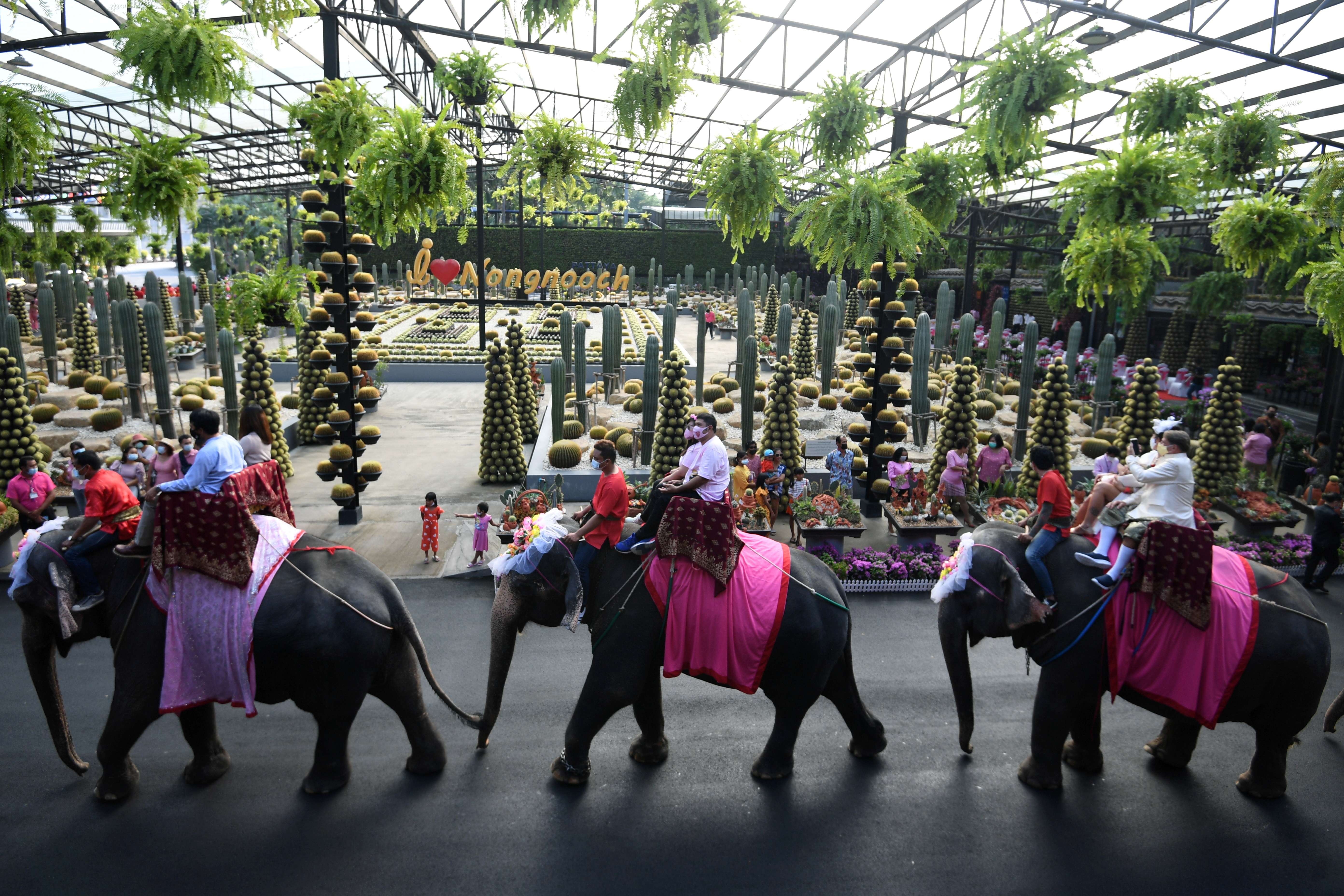 dam cuoi tren lung voi o Thai vao Valentine anh 2