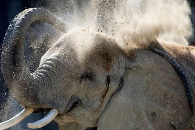 Voi quat chet nhan vien vuon thu o Tay Ban Nha hinh anh