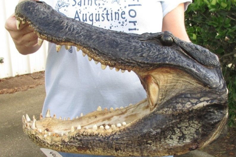 Tim thay 80 dau ca sau trong mot can ho o Anh hinh anh