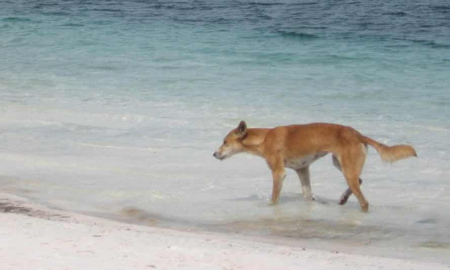 cho hoang can nguoi anh 1