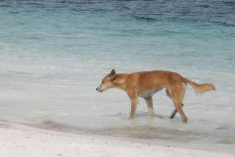 Australia tim nhan chung vu be 2 tuoi bi cho tan cong tren bo bien hinh anh