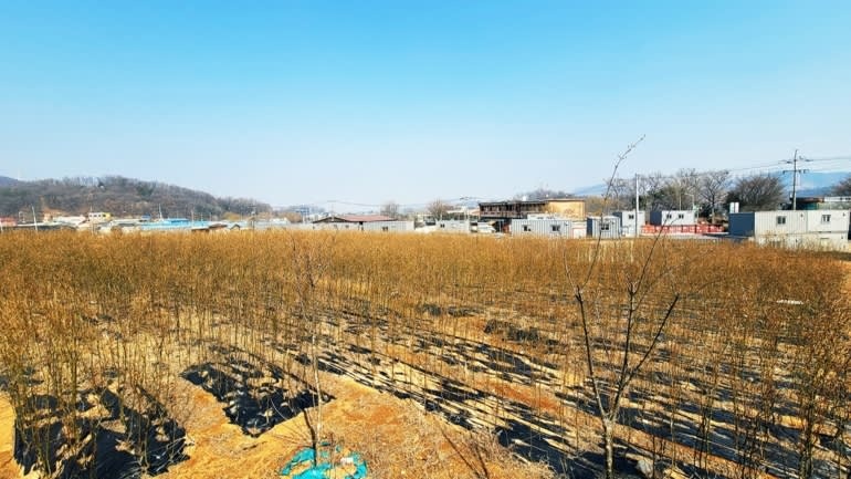 be boi dau co dat Han Quoc anh 1