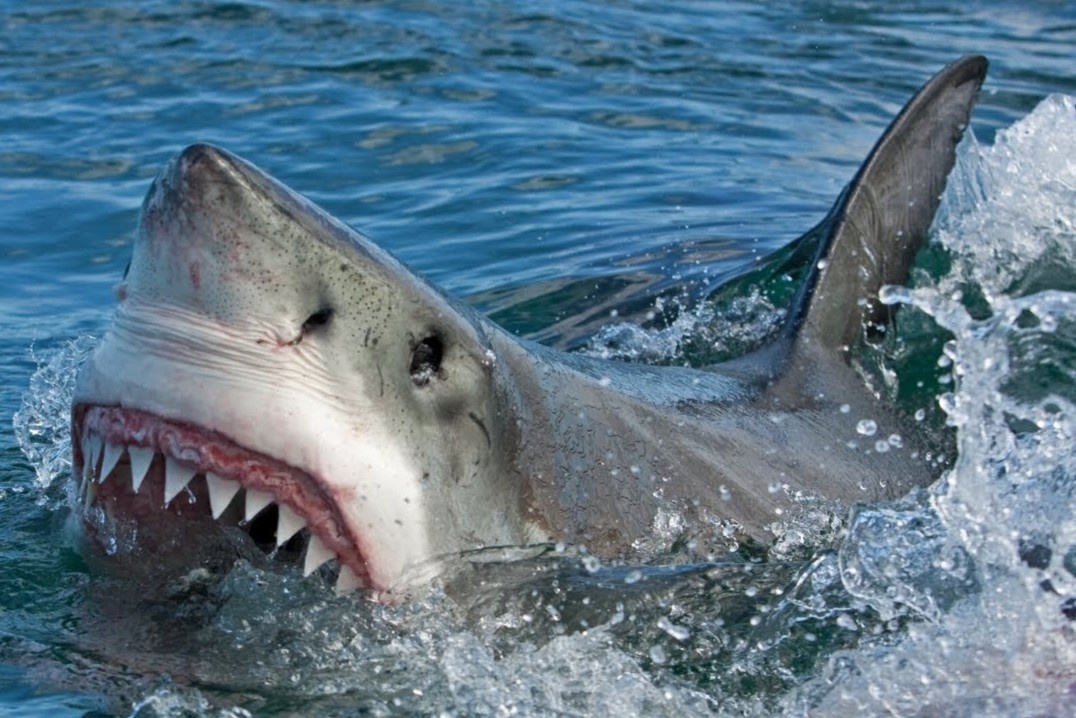 Bai bien o California dong cua sau vu ca map trang lon can nguoi hinh anh