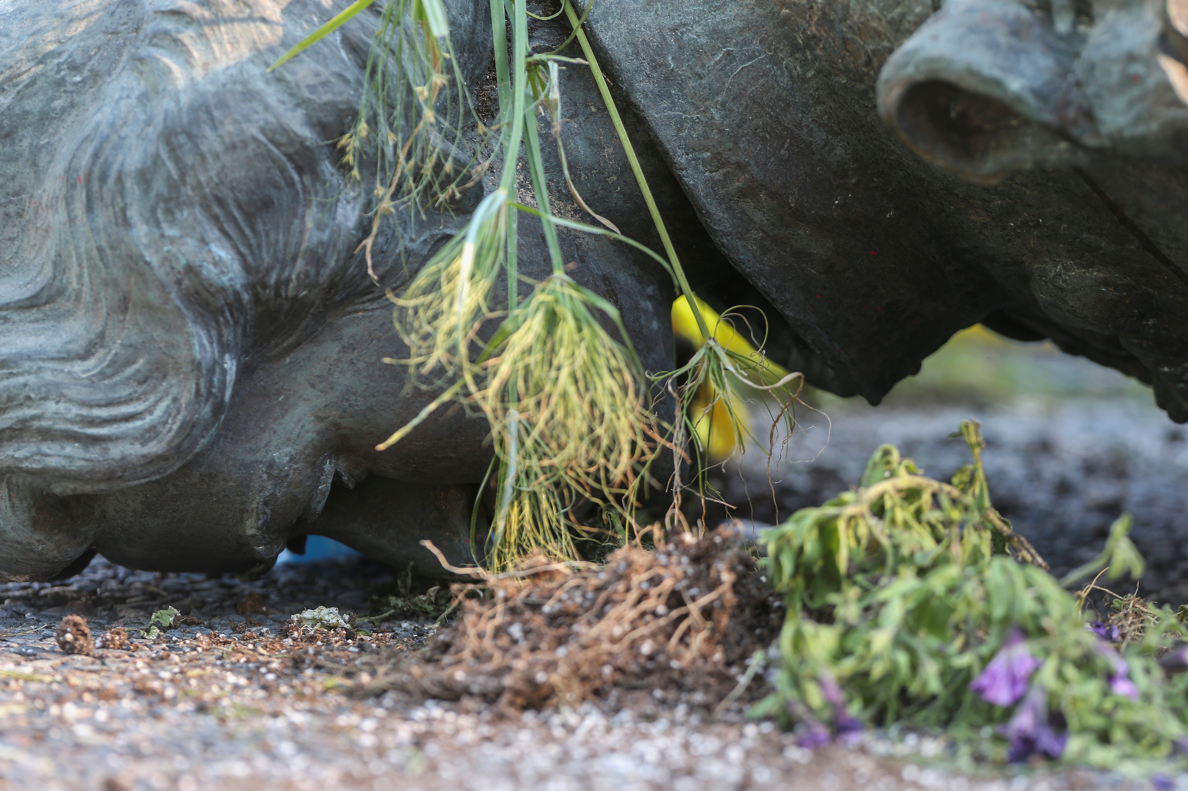 Buc tuong nu hoang Anh bi keo do va con phan no cua nguoi Canada hinh anh