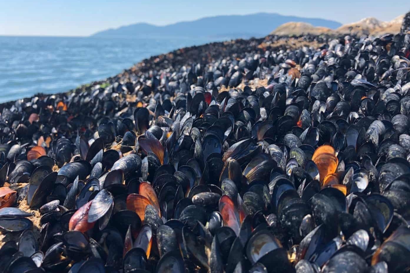 Nang nong ky luc 'nuong chin' sinh vat tren bai bien Canada hinh anh