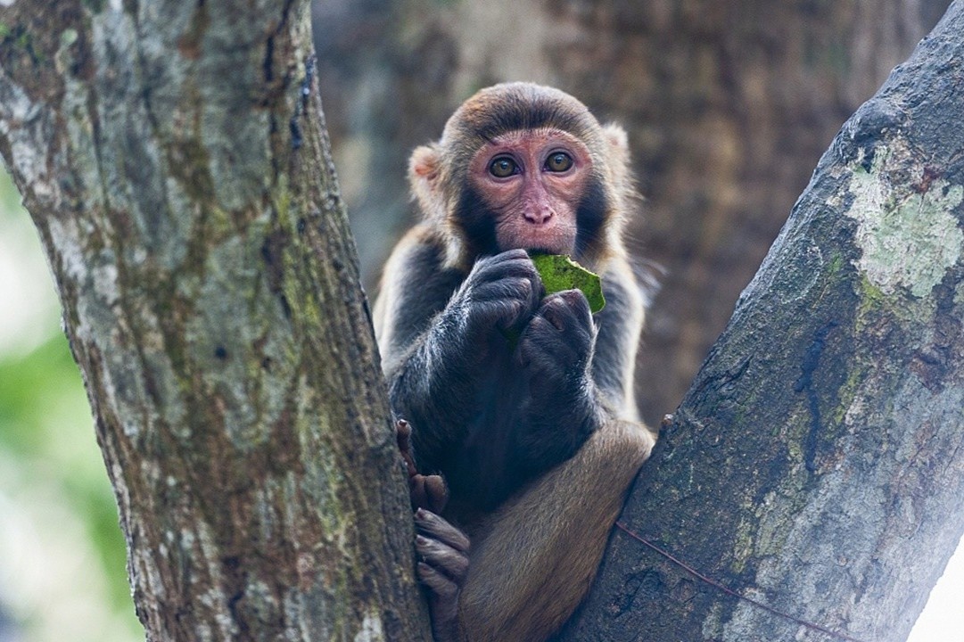 Trung Quoc ghi nhan ca tu vong dau tien do virus Monkey B hinh anh