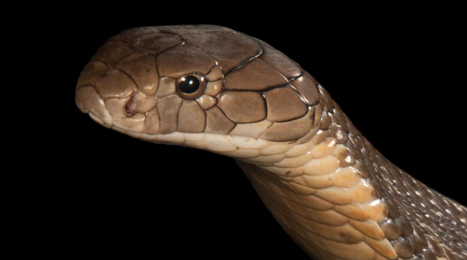 ran can chet o An Do anh 1