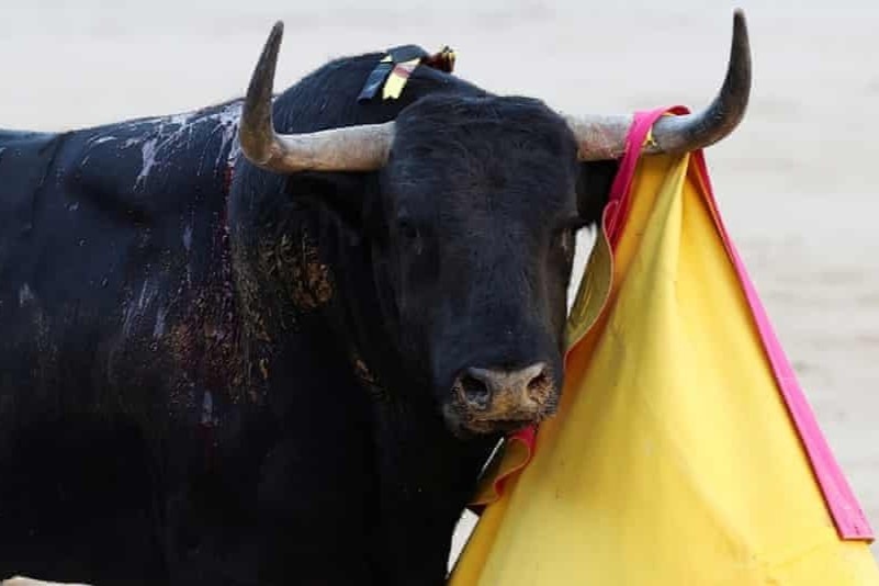 Bo tot bi xe tong chet sau khi xong khoi truong dau hinh anh