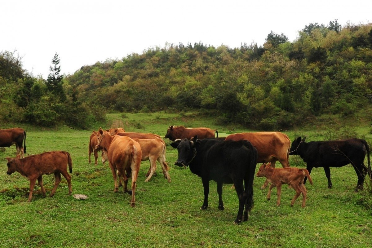 benh than o Trung Quoc anh 1