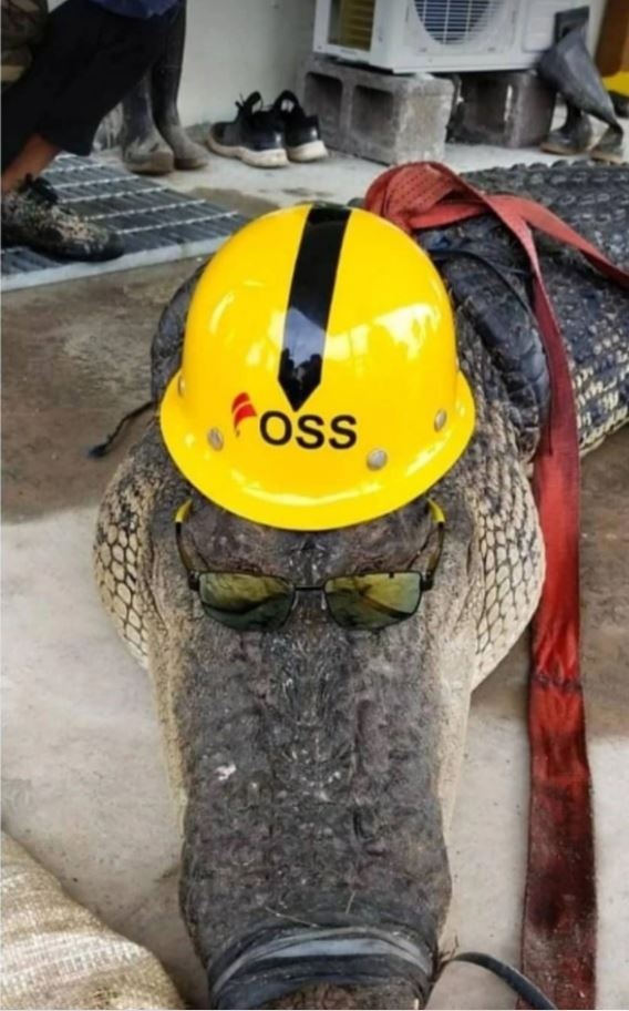 giet thit ca sau Indonesia anh 1