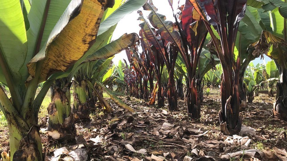 chuoi gia la gi anh 1