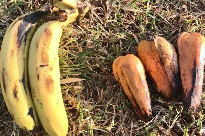 Loai sieu thuc pham cuu doi cho ca nhan loai hinh anh