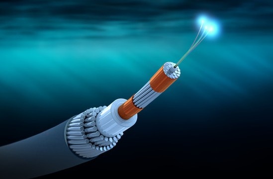 Soi cap ngam bi dut o Tonga se duoc noi lai nhu the nao? hinh anh