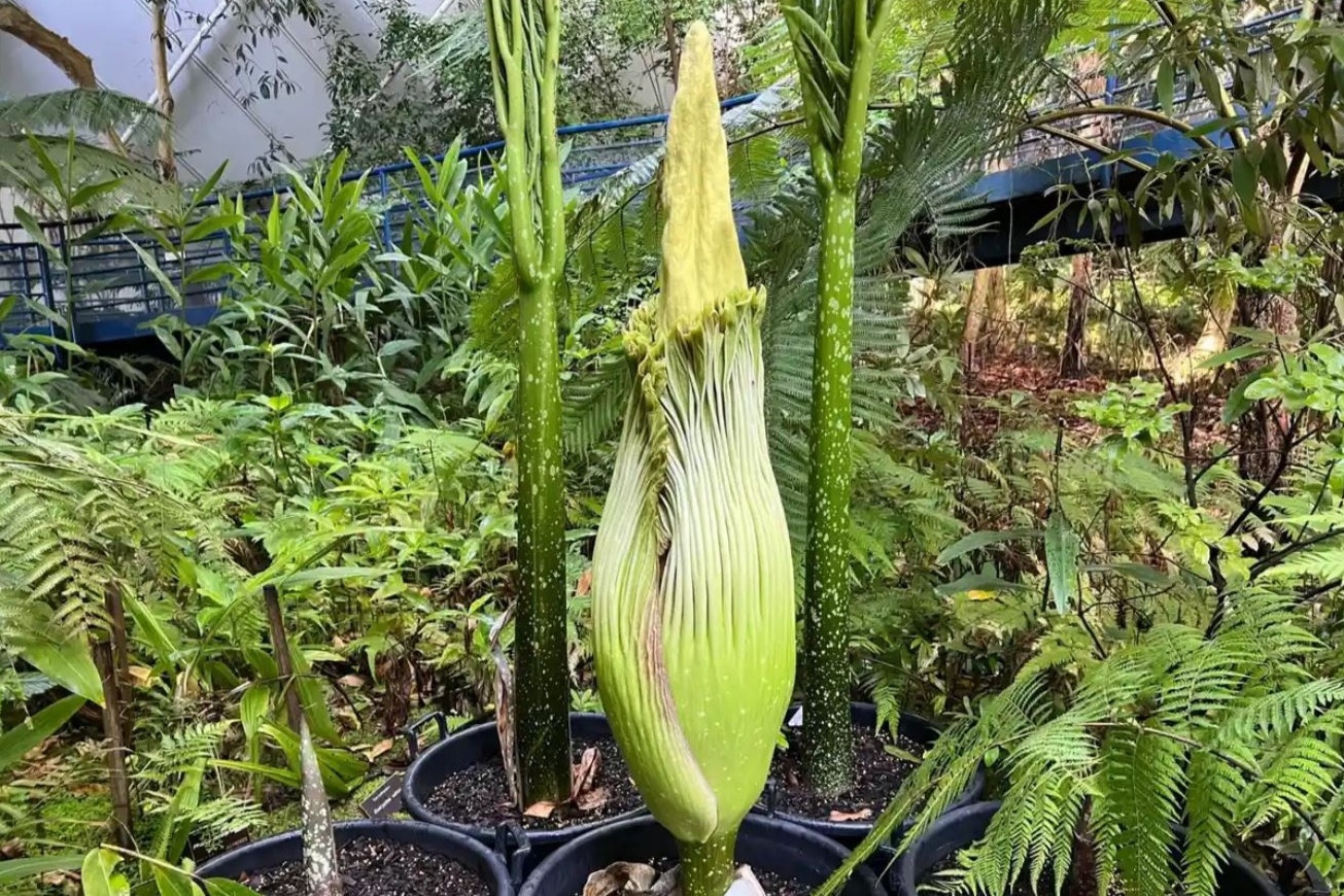 Do xo di ngam loai hoa kho ngui nhat the gioi hinh anh