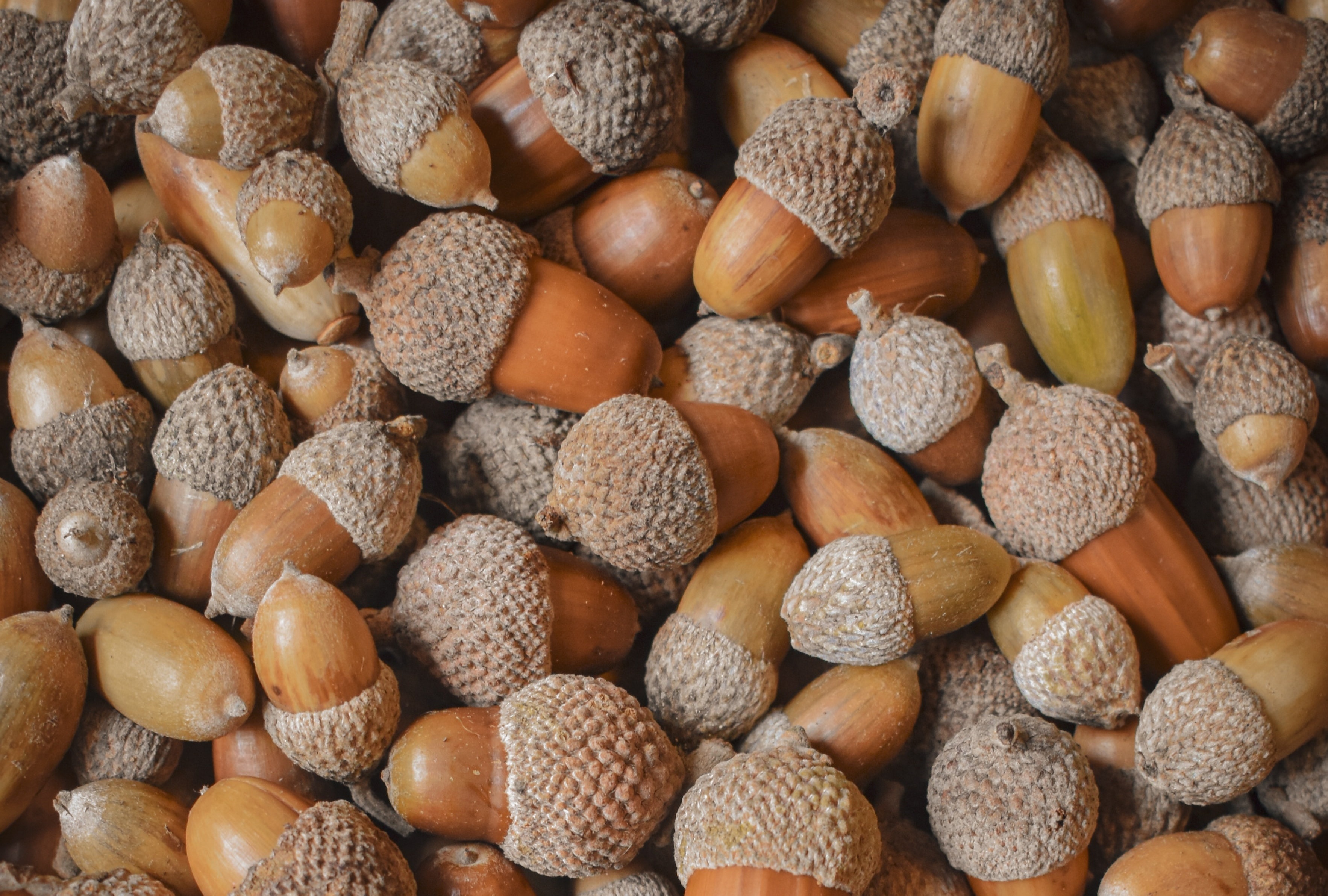 Chu nha o My bat ngo vi 300 kg hat soi tran ra tu trong tuong hinh anh