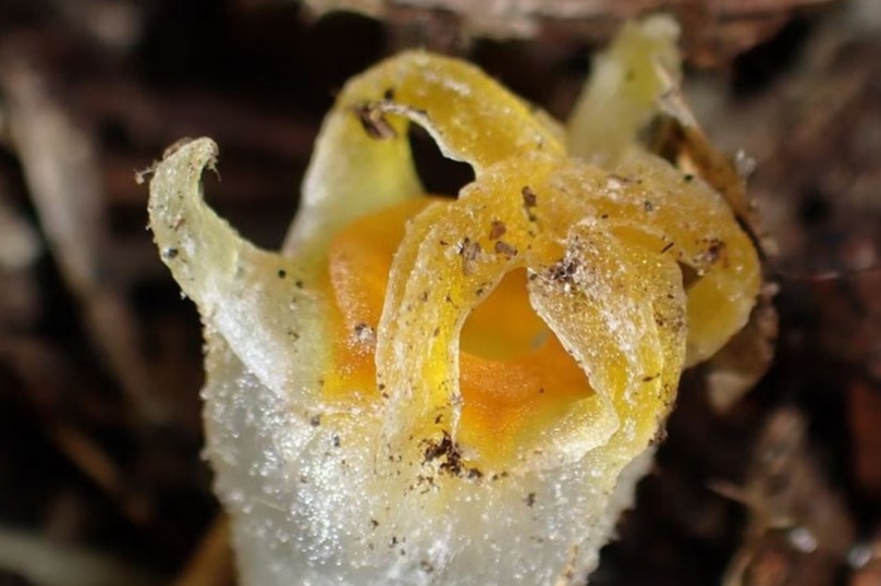 Cay 'den long co tich' sieu hiem tai xuat o Nhat Ban hinh anh