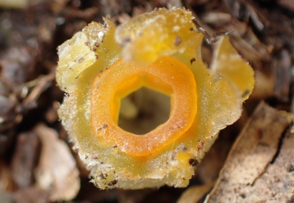 phat hien cay sieu hiem anh 1