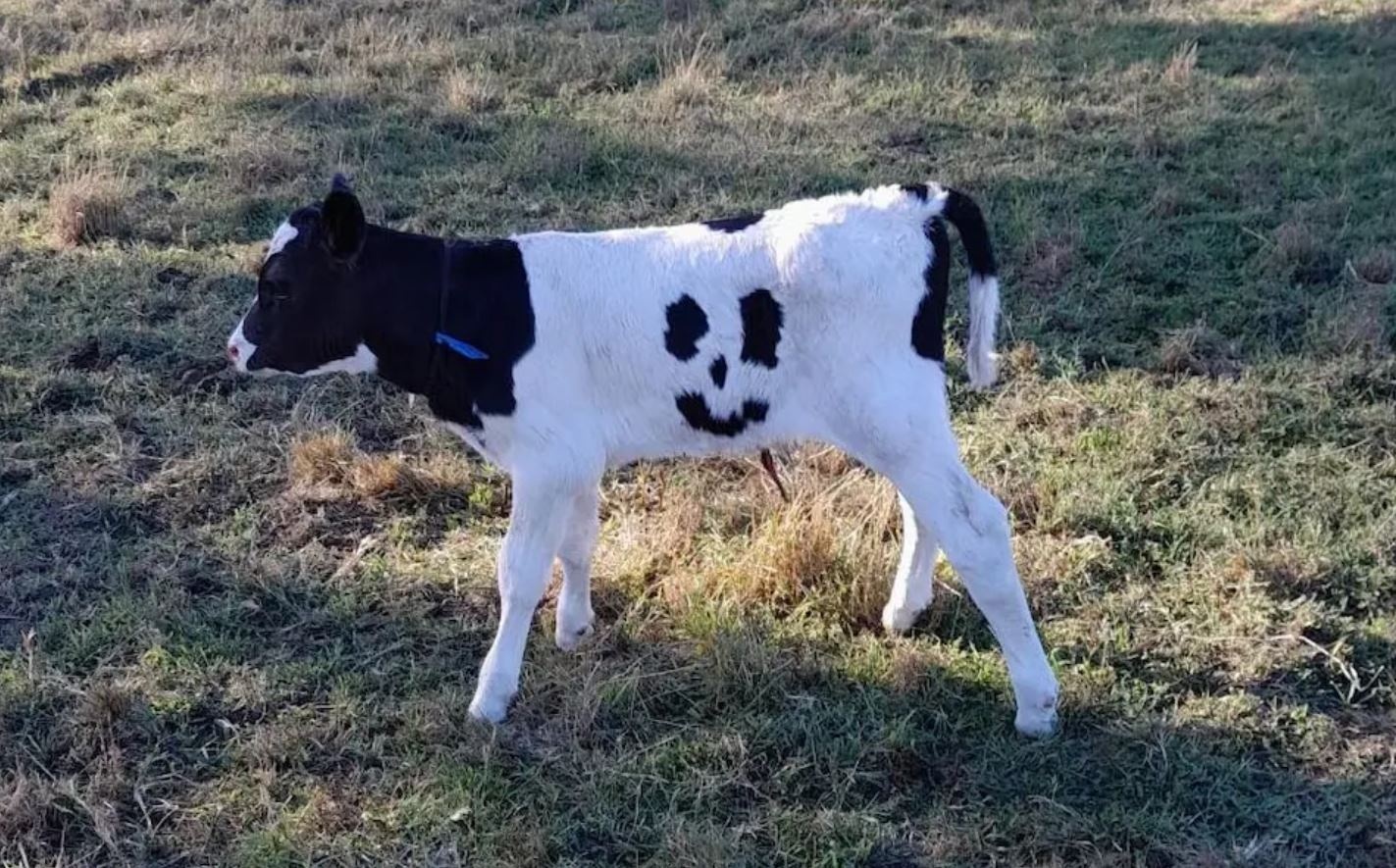 bo long mat cuoi anh 1