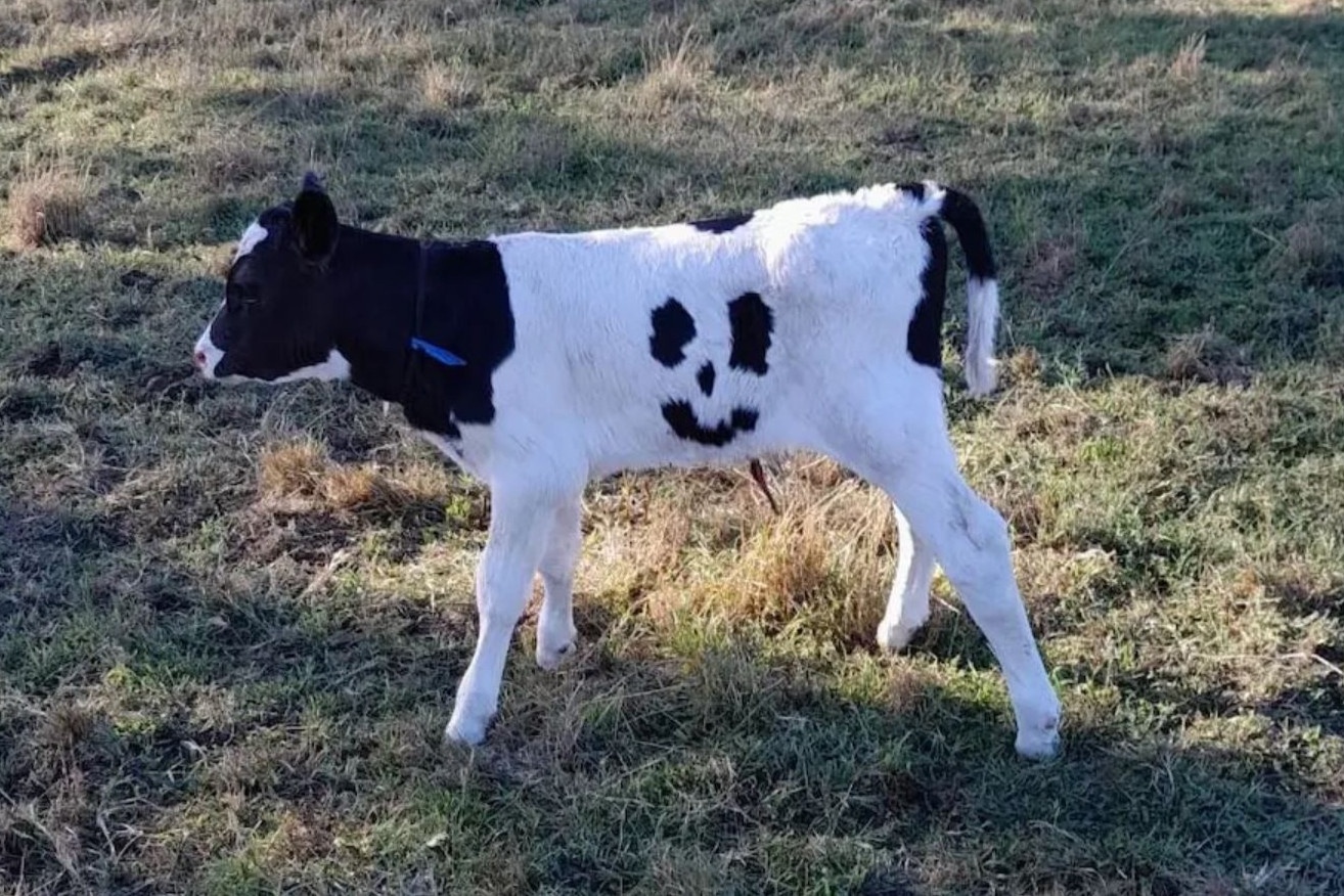 Be con thoat khoi lo mo nho mang long hinh mat cuoi hinh anh