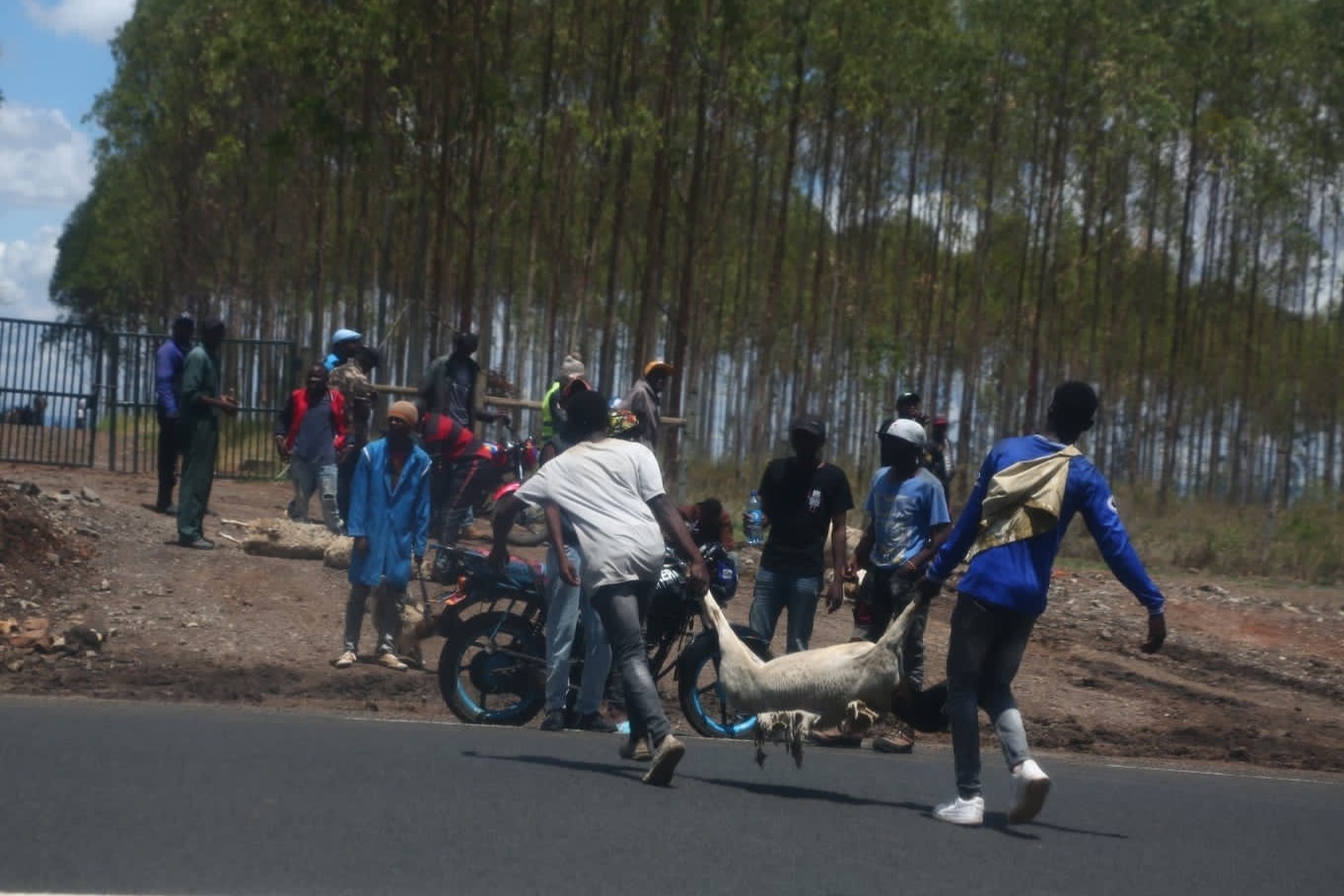 Xong vao trang trai cua cuu tong thong Kenya va vac cuu bo chay hinh anh