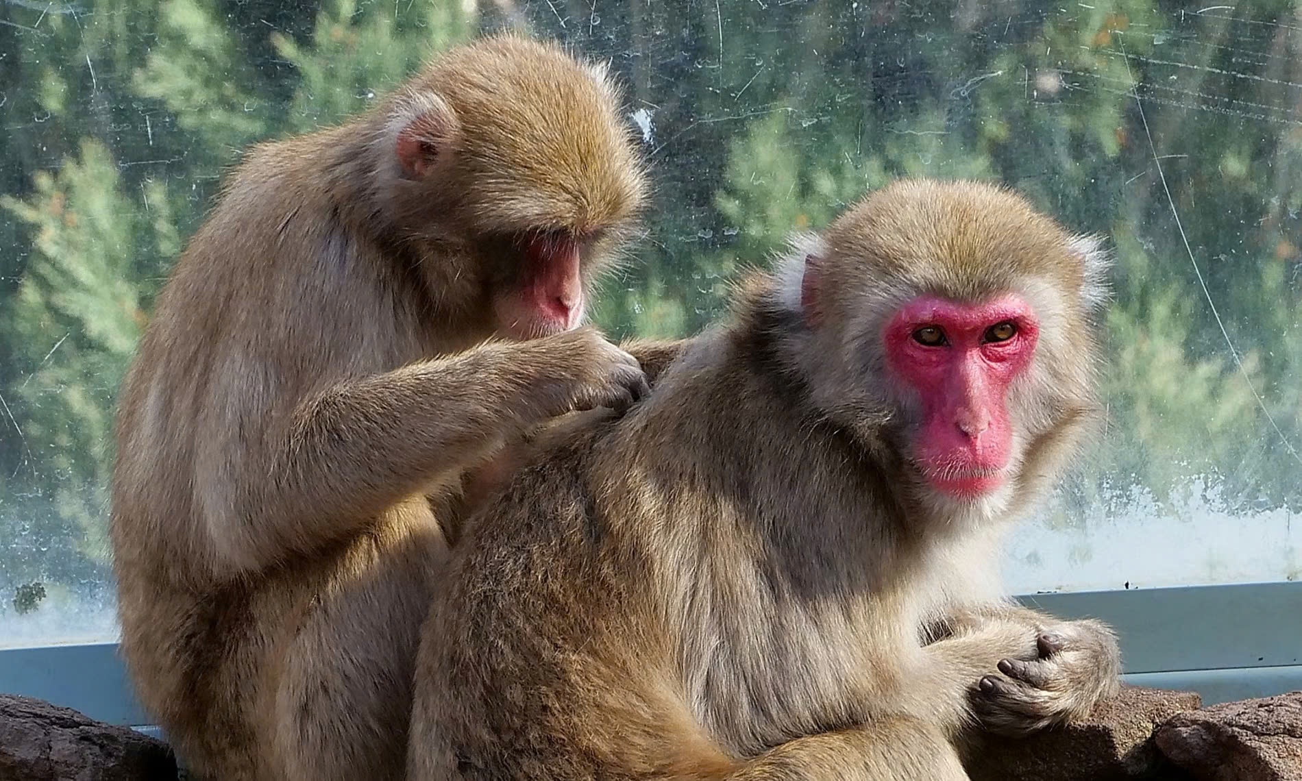 Dan khi do thanh pho ket nghia o Nhat tang bi triet san o Australia hinh anh