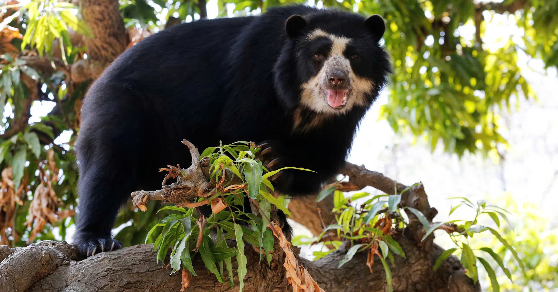 gau de chet nguoi anh 1