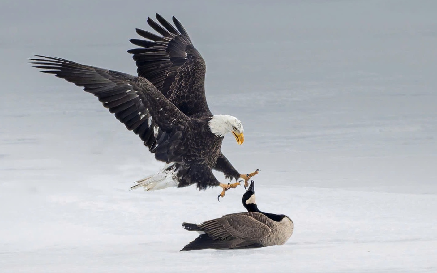 Man quyet dau giua 2 loai chim bieu tuong cua My va Canada hinh anh