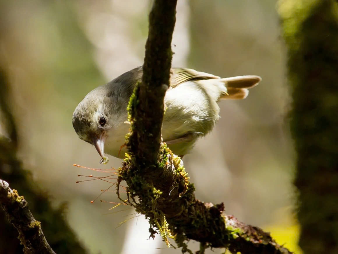 Hawaii tha hang trieu con muoi bien doi gene vao rung hinh anh