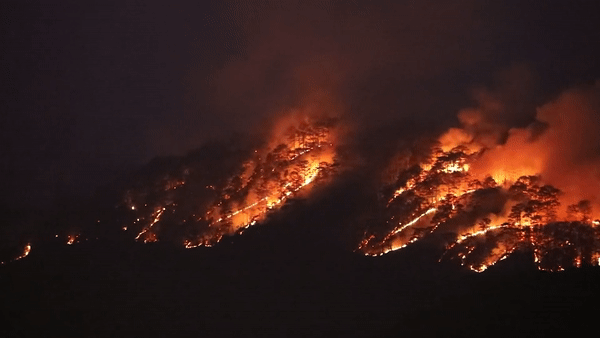 Lua bao trum rung thong o Da Lat hinh anh