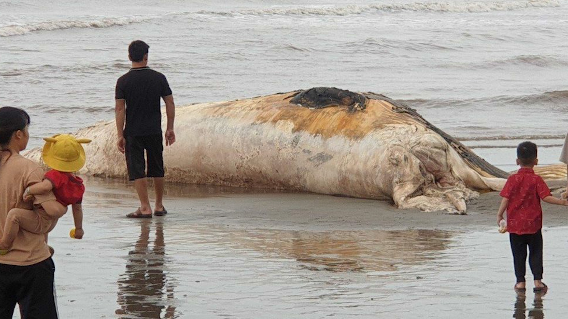 Xac ca voi nang hon 5 tan dat vao bo bien Nam Dinh hinh anh