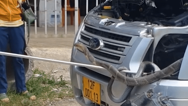 Bat ran ho mang tren oto hinh anh