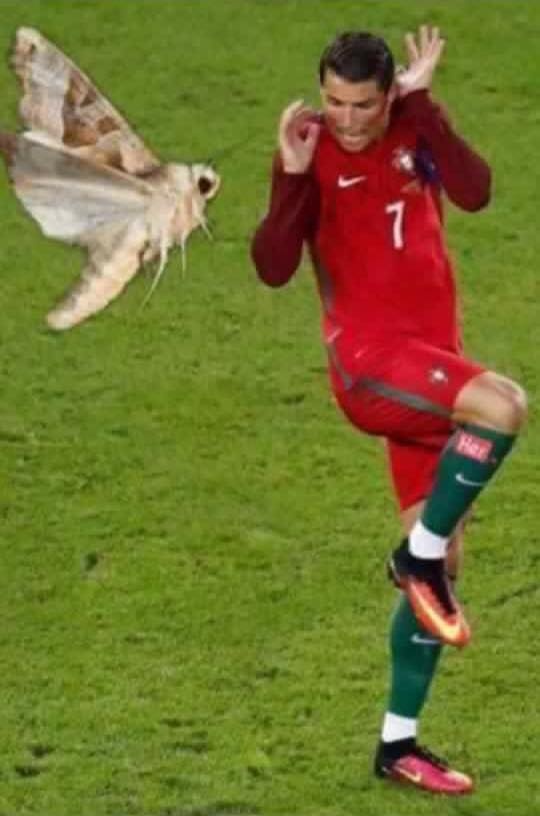 Ronaldo ảnh 4 Ronaldo anh 4