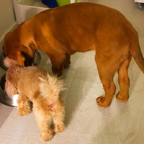 cho khong lo cua Messi anh 8