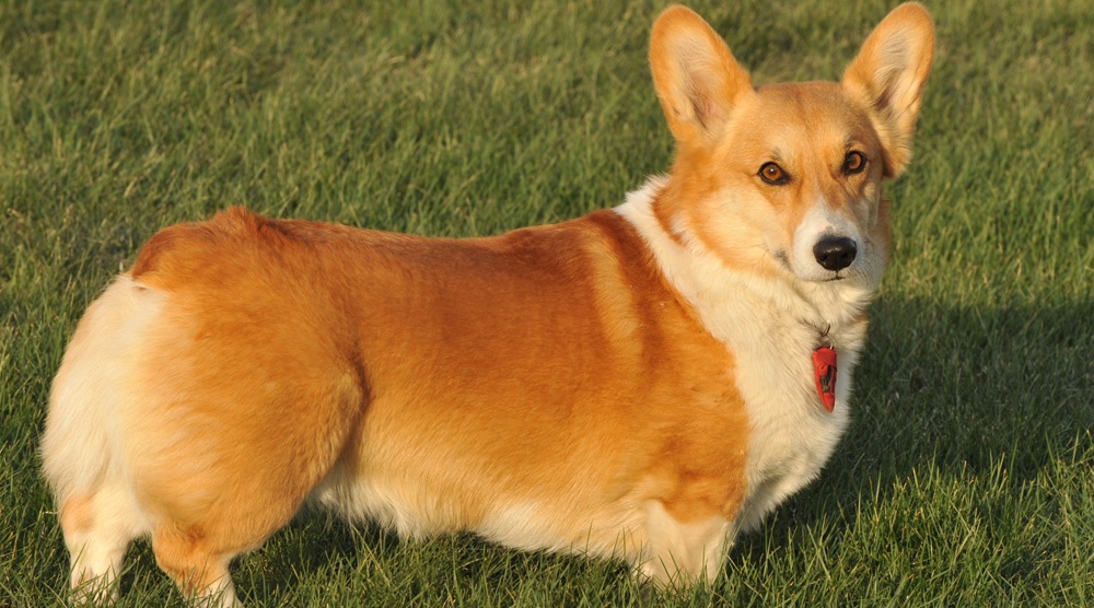 Eboue giai nghe de di trong cho Corgi anh 2