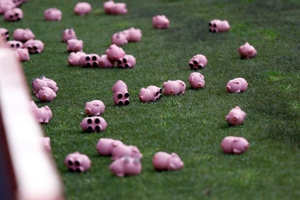 CDV Anh nem hang nghin con lon mau hong xuong san hinh anh