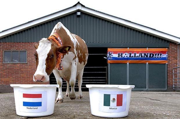 bò sữa dự đoán MU ảnh 2 bo sua du doan MU anh 2