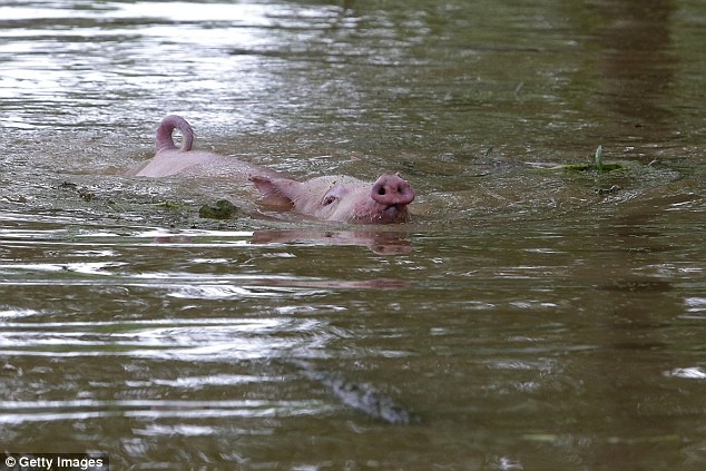 SVD Trung Quoc bien thanh be boi anh 4