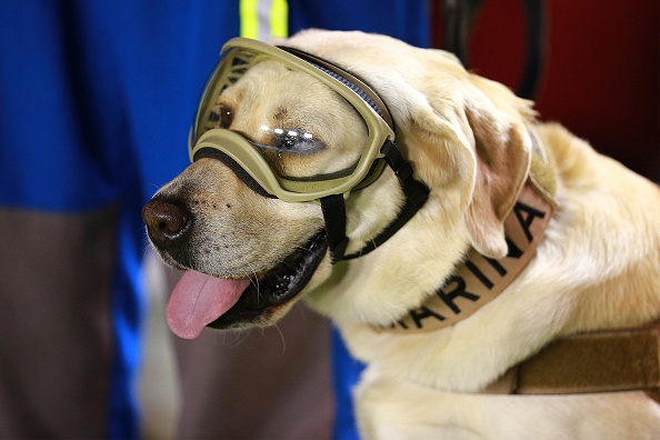 Co cho anh hung cuu 52 nguoi duoc tri an o tran dau cua Mexico hinh anh