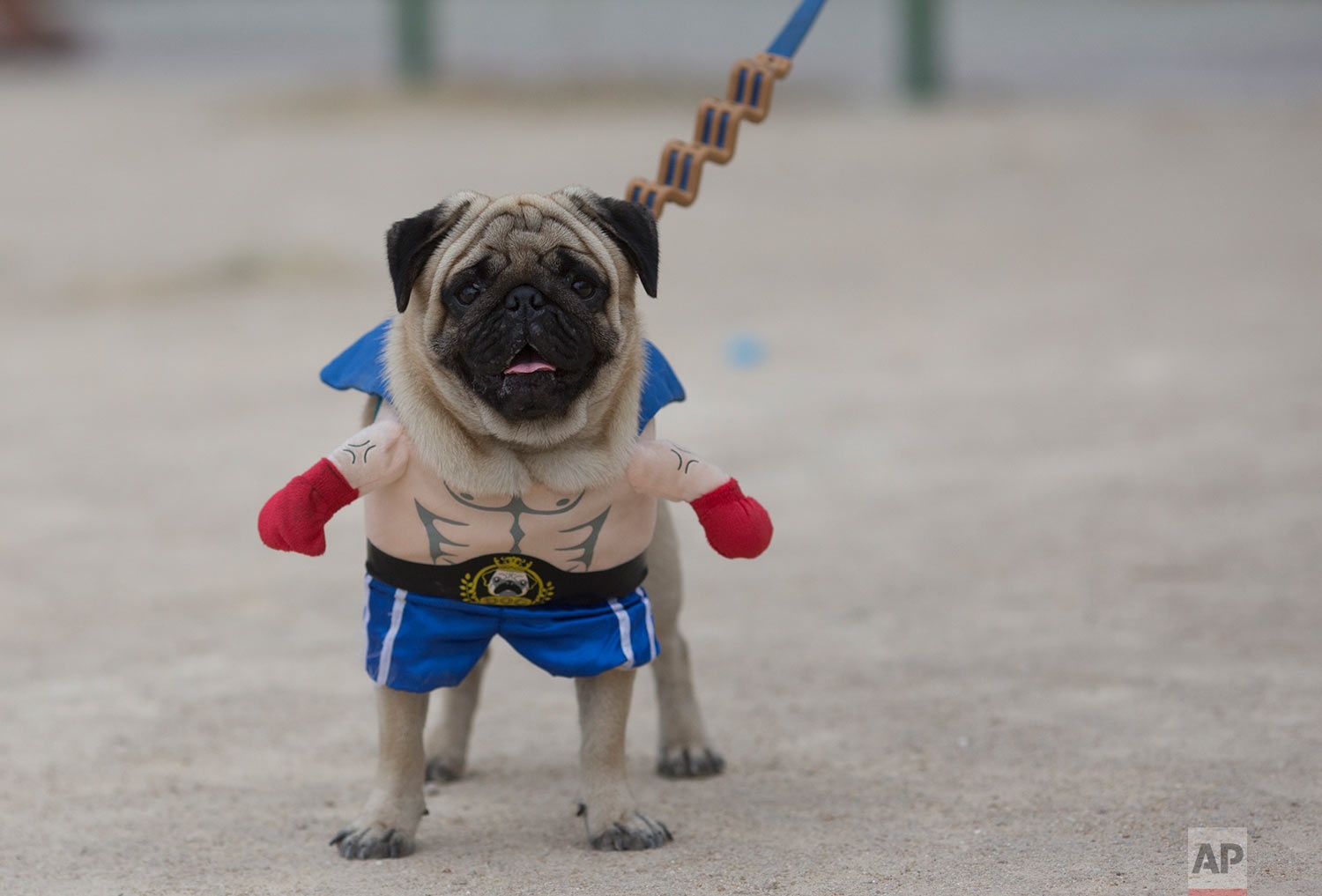 anh an tuong 2017 anh 6