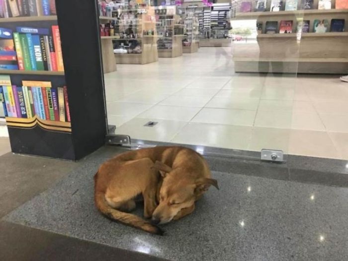 chú chó lấy trộm sách ảnh 1 chu cho lay trom sach anh 1